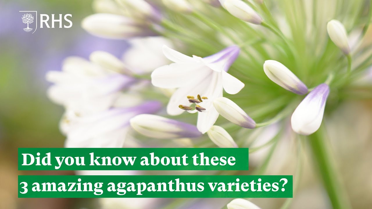 Did you know about these 3 amazing agapanthus varieties? | The RHS