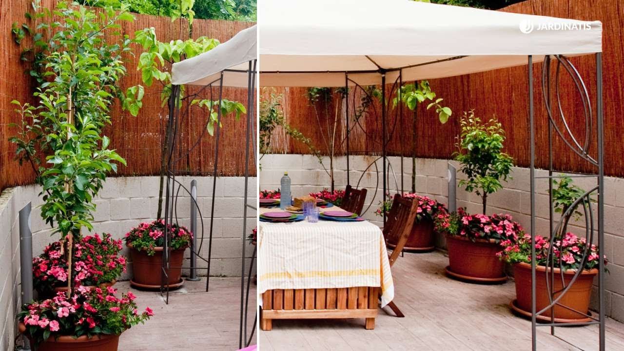 ¿Qué árboles frutales elijo para mi terraza? // Cultivar frutales en maceta con Jardinatis