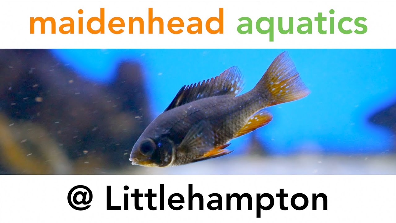 Maidenhead Aquatics @ Littlehampton