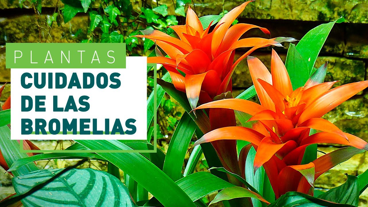 Bromelias: cuidado y consejos más importantes | Plantas en VERDECORA