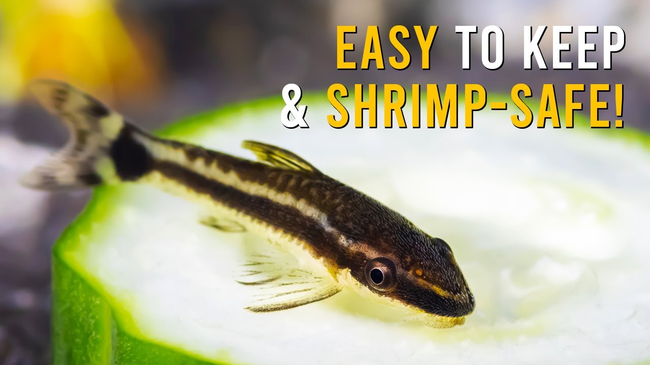 ПОЛНОЕ руководство по уходу за сомами-отоцинклюсами для начинающих!