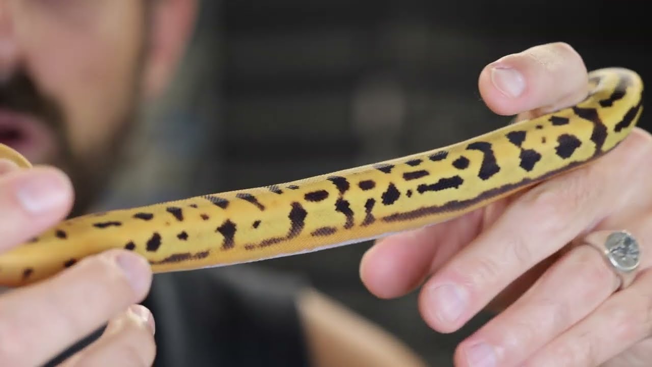 Secret ball python genes! Clutch ID 8 of 2023