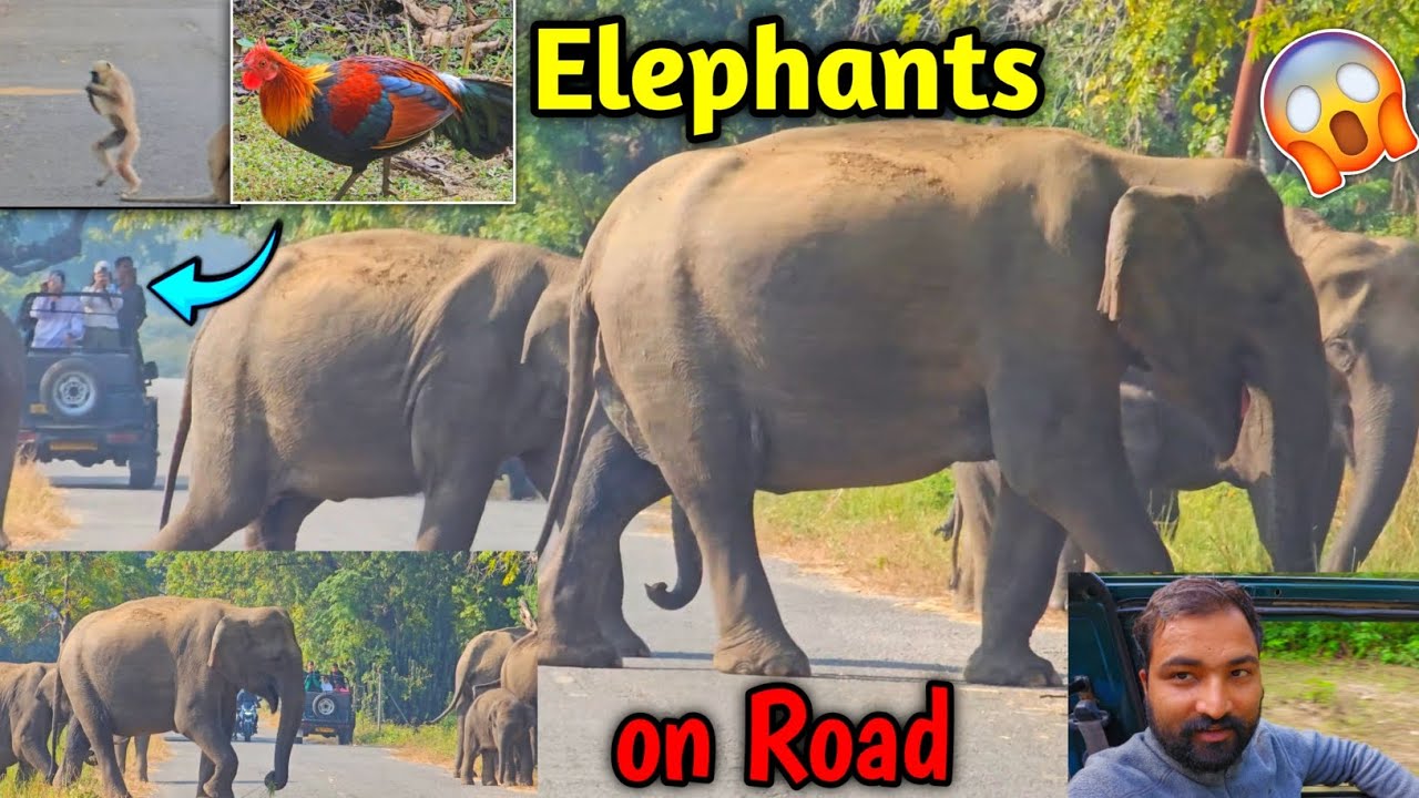Elephants Crossing Road In Dhela zone Jhirna zone safari vlog 