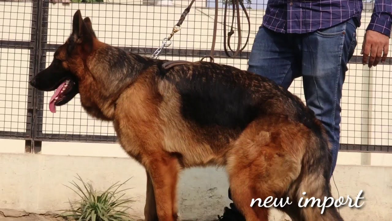 German Shepherd Breeder || Import Dog || Best Breeder In India || Wondershep Kennel || SCOOBERS