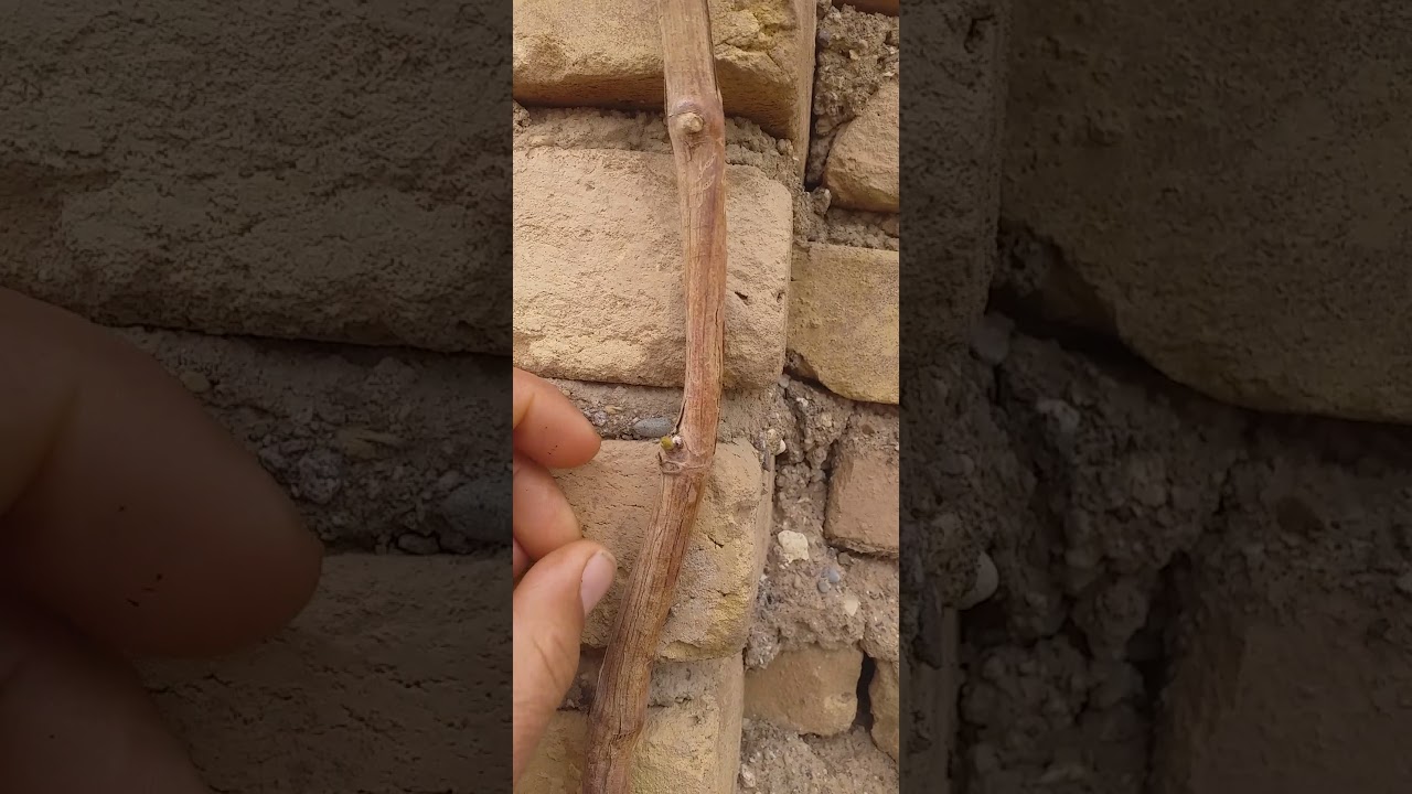 اصول هرس داربستی(کوردون )