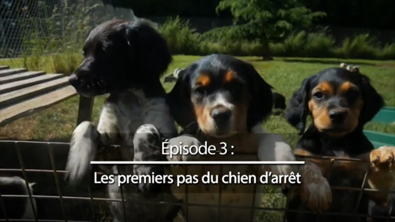 Chiens de chasse #3 : Les premiers pas du chien d'arr&ecirc;t