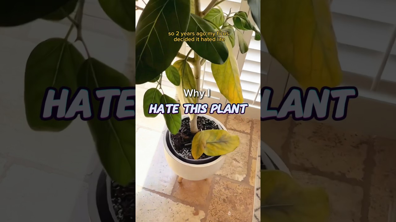 Why I HATE This Plant #plants #indoorplants #ficus #houseplants #fertilizer #repotting #tips