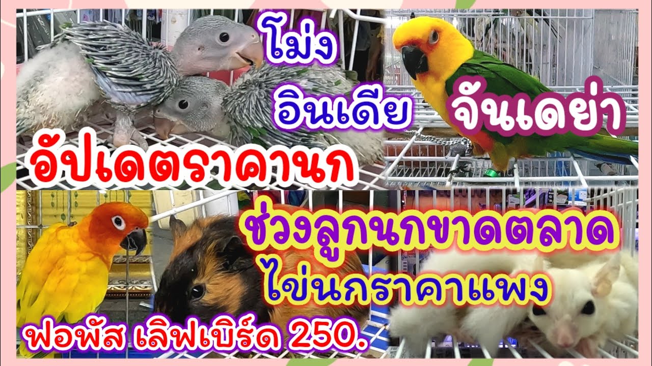 อัปเดตราคานก สัตว์เลี้ยง นกขาดตลาด ไข่นกราคาแพง ฟอพัส เลิฟเบิร์ด 250  จตุจักร2 จัดส่งได้ทุกจังหวัด