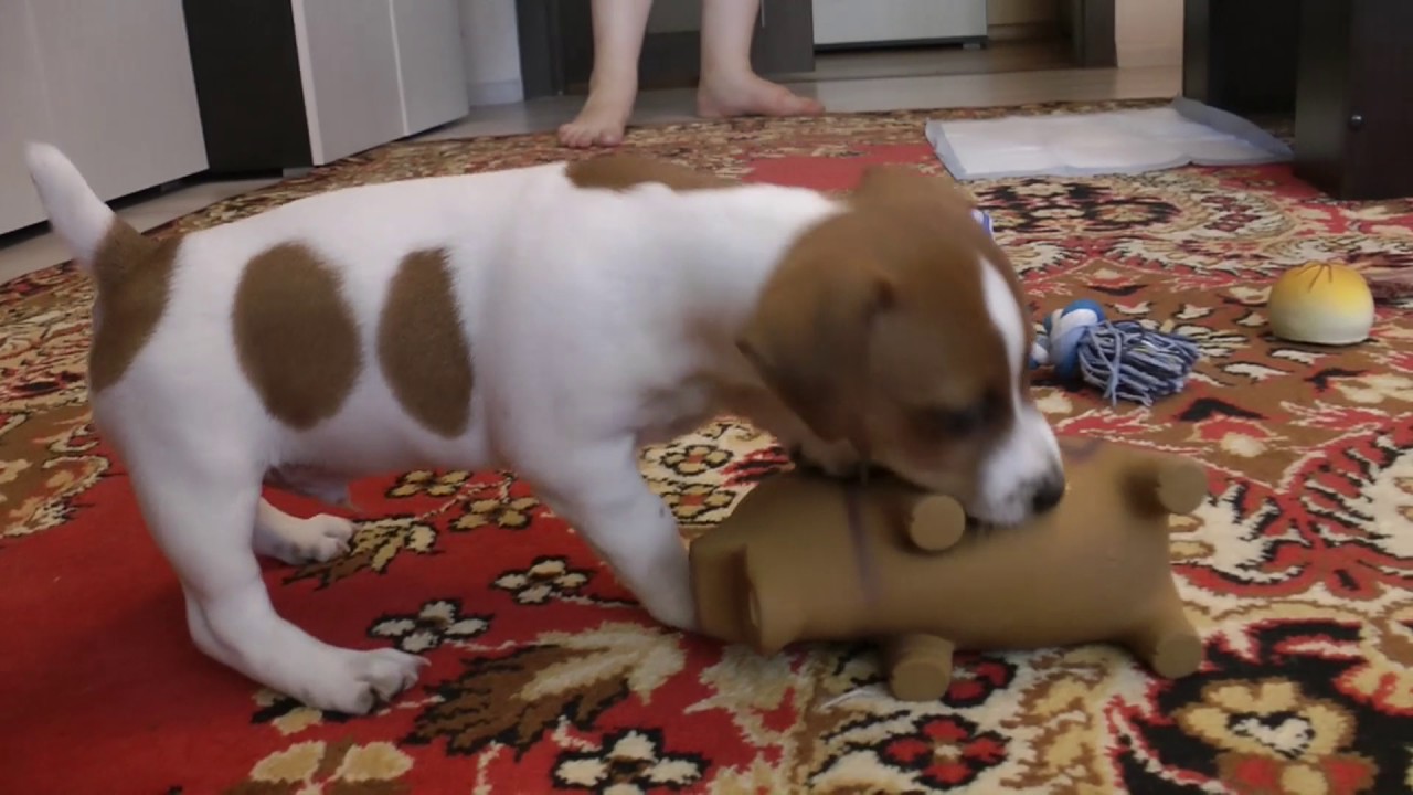 ДЖЕК РАССЕЛ ТЕРЬЕР 06. 08. 2017г. 1,5 месяца