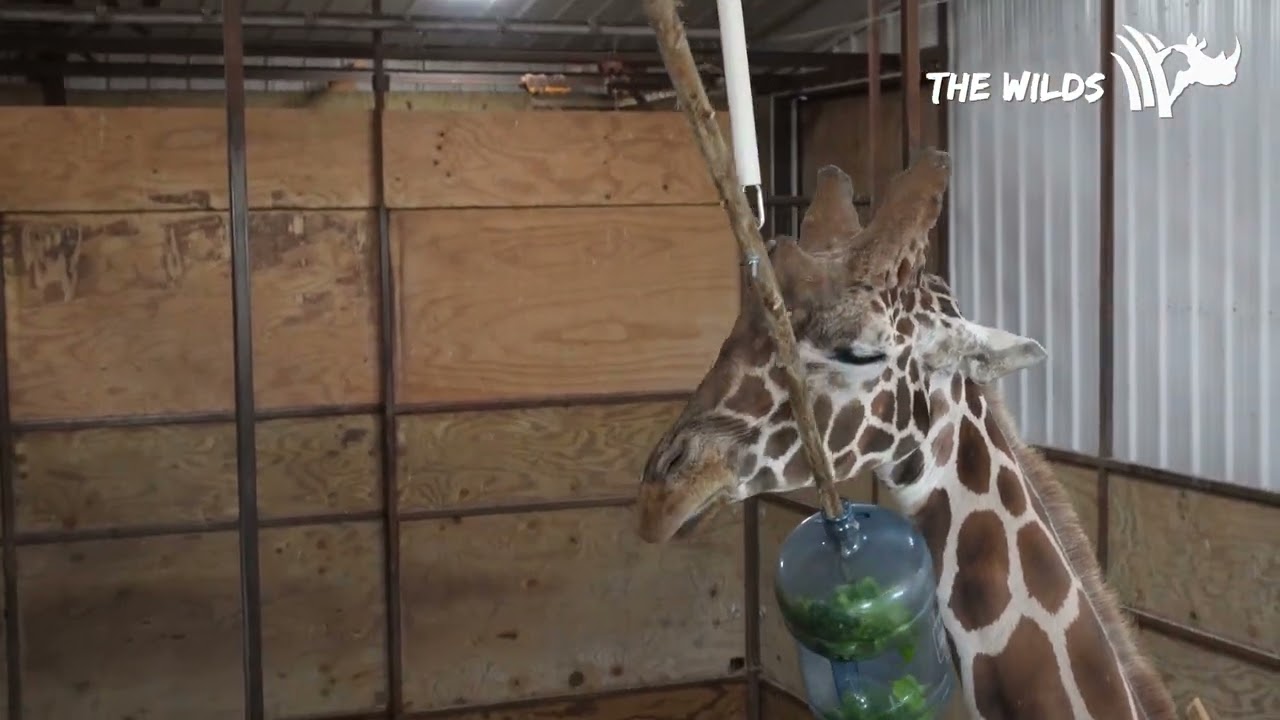 Wilds Giraffe Enrichment