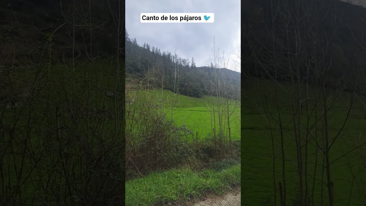 Canto de los pájaros 🐦