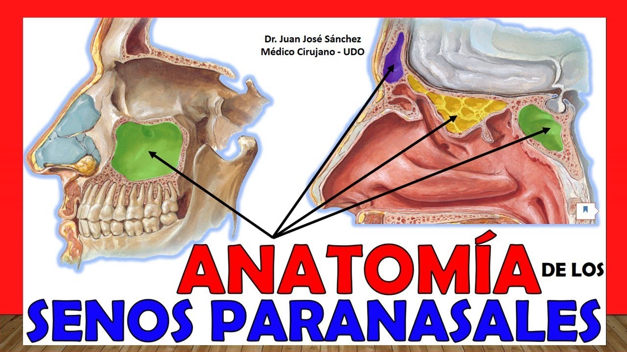 🥇 SENOS PARANASALES - ANATOMÍA. ¡Explicación Sencilla!