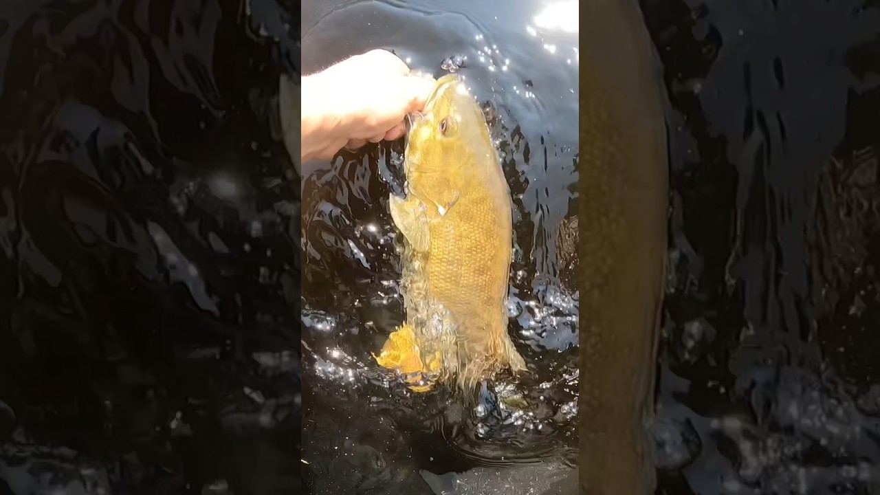 WANA LEARN TO CATCH MORE FISH ???