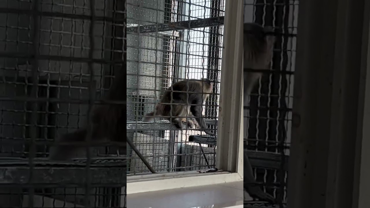 Monkey Baby Bon to the toilet and plays with Ducklings in the swimming pool 