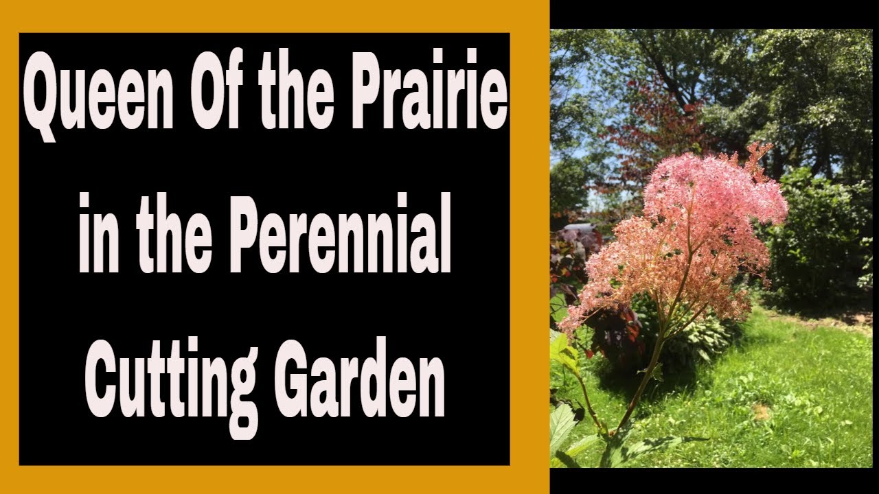 Planting Filipendula Rubra aka Queen of the Prairie in the Cutting Garden 🌹🌿🌻 ~ Ep 68