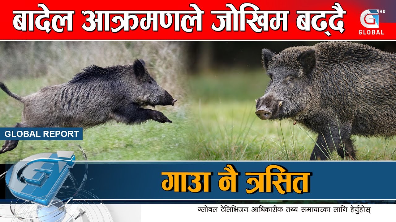 गाउँमा बँदेलको आक्रमण बढ्दै, मानिसको ज्यान नै जोखिममा | Global Report