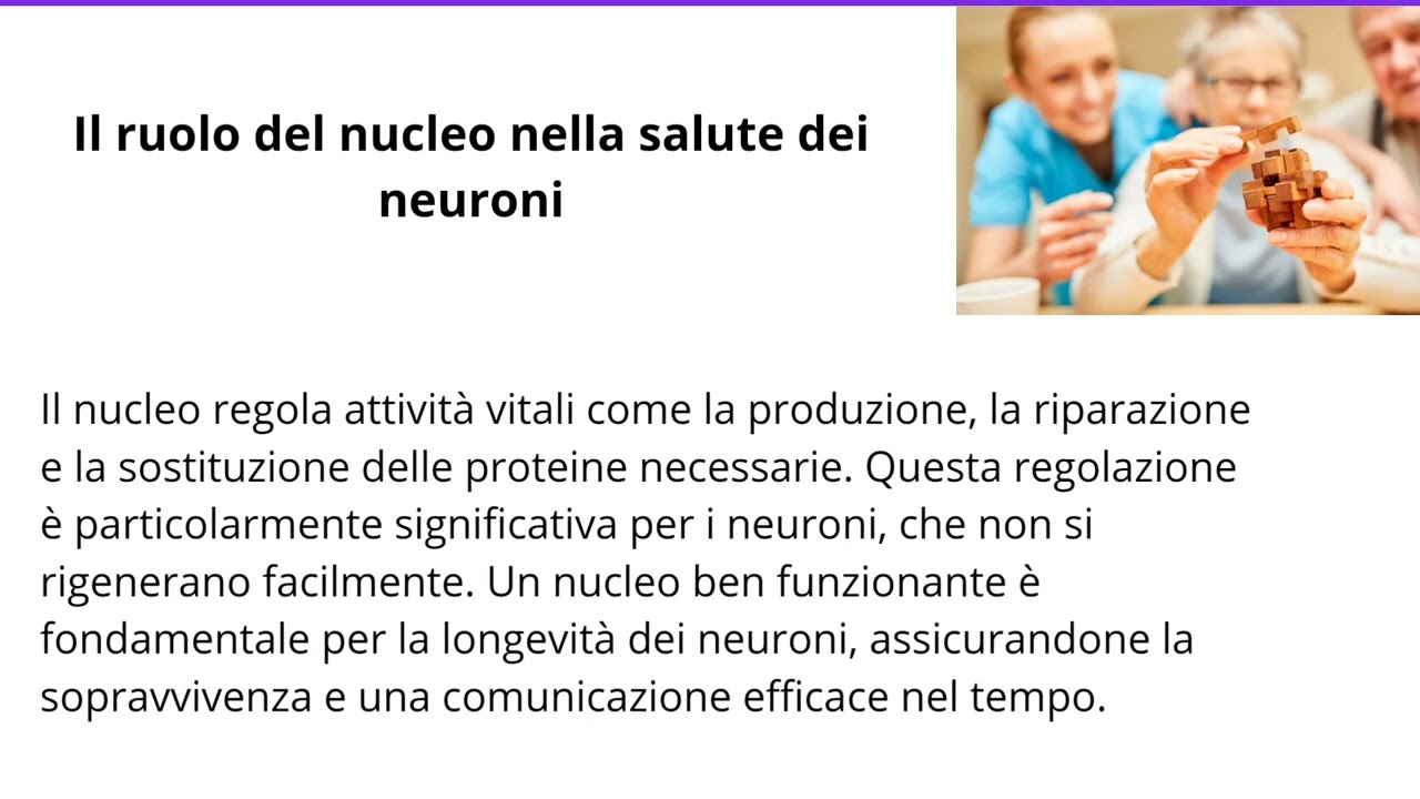 Il Corpo cellulare del Neurone e il ruolo del Nucleo