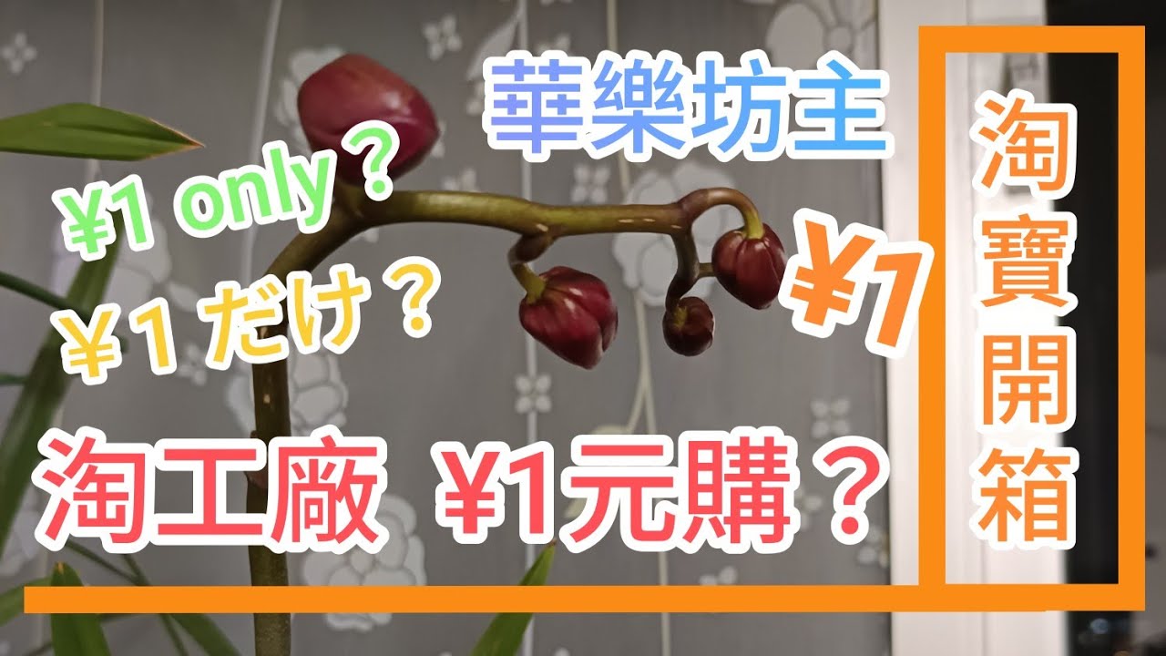 淘寶開箱(3) [淘工廠] 限量1元購?