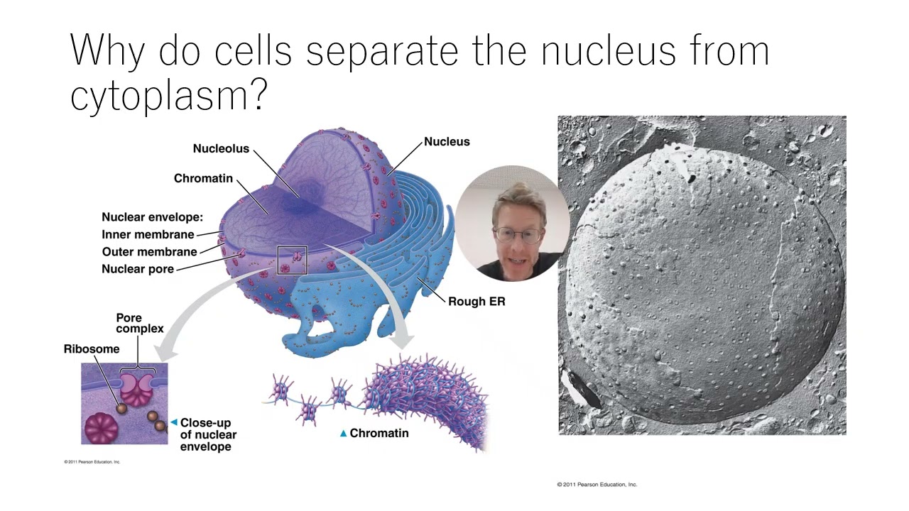 Form and Function of Cells B2 2 and B2 3