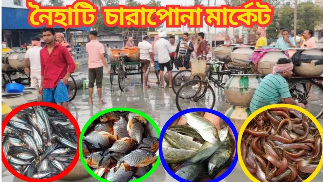 নৈহাটি রাজেন্দ্রপুর চারাপোনা মার্কেট | Naihati Fish Seed Market | Naihati Rajendrapur Fish Market |