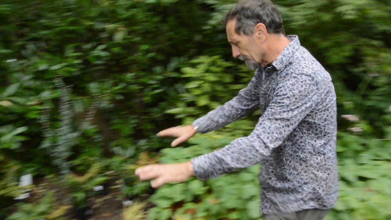Why and How to Cut Back Overgrown Plants (Part 2)
