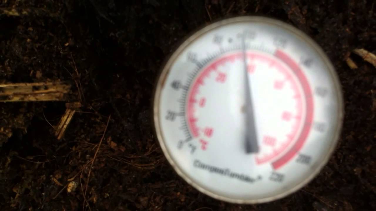 Checking the heat inside a compost pile