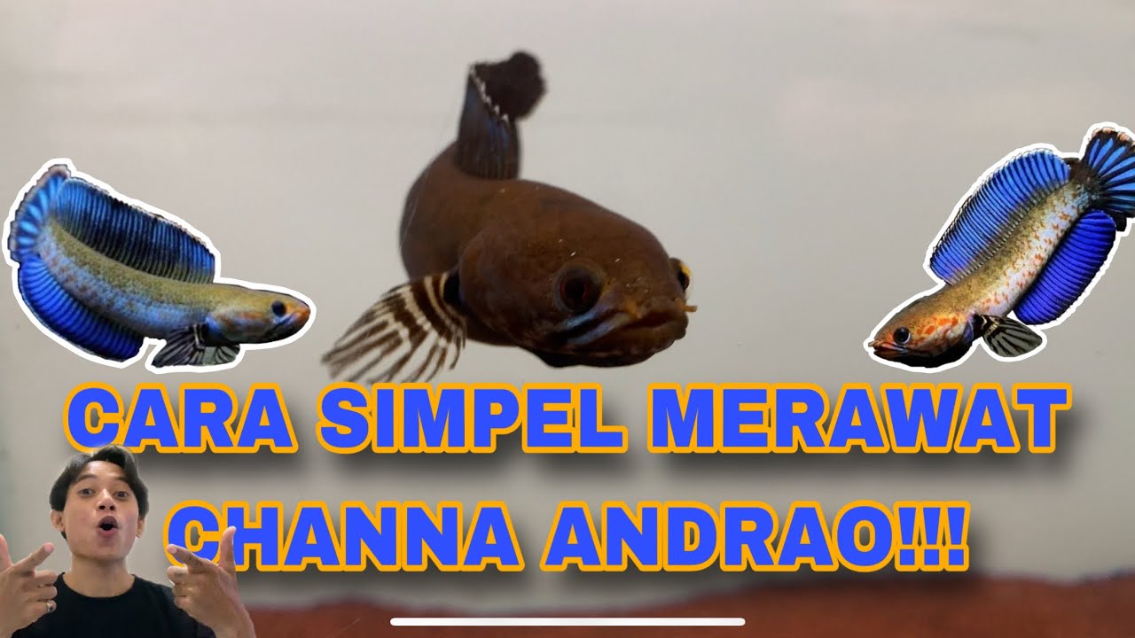 MERAWAT CHANNA ANDRAO ITU SIMPEL DAN MUDAH‼️ BY CHANNA KITA OFFICIAL‼️