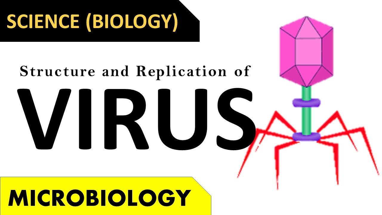 Structure and Replication Bacteriophage | Replication of Viruses | ABT Gurukul