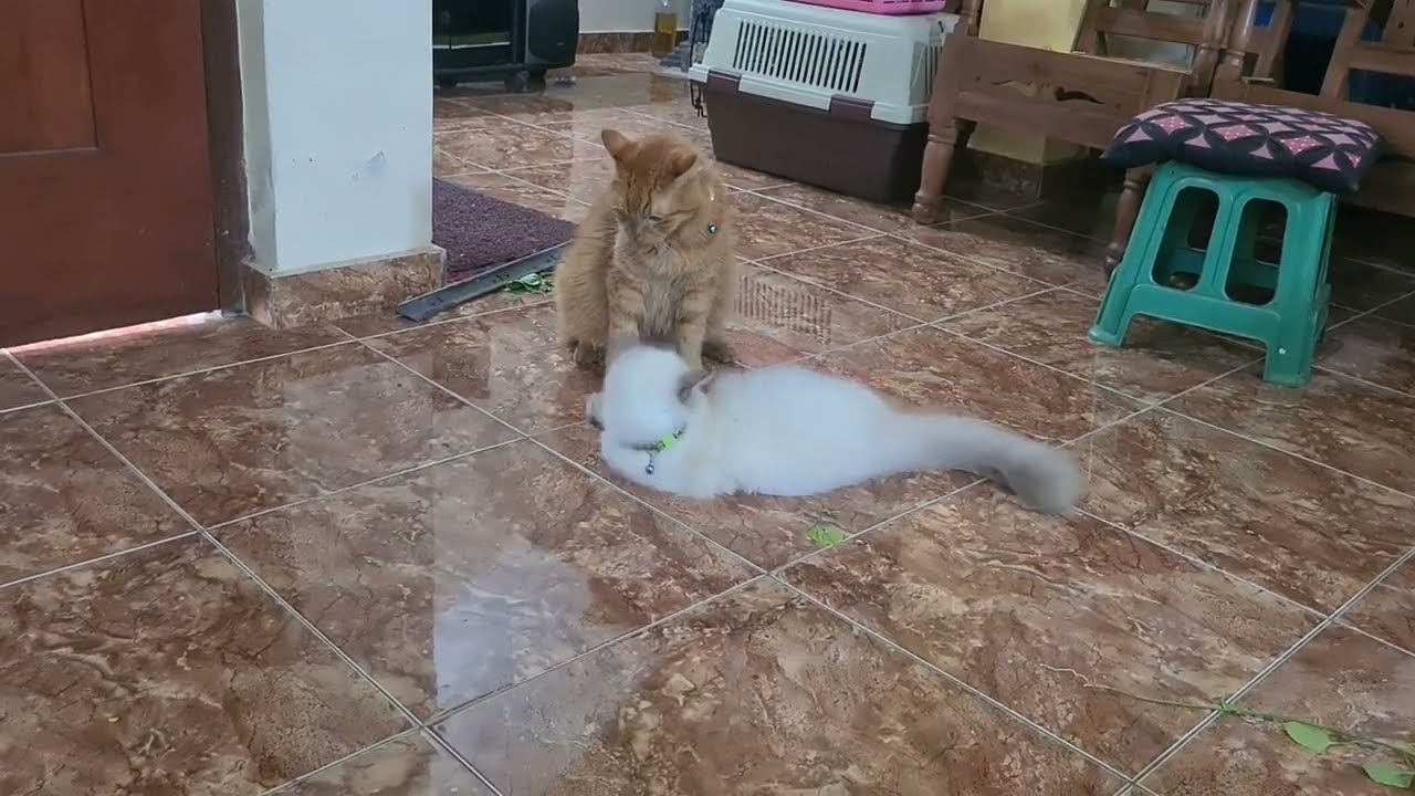 Two Brothers