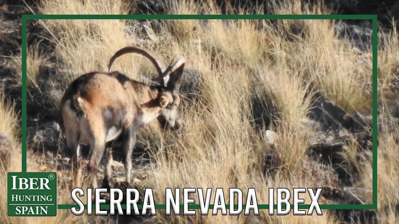 Southeastern Ibex hunt in Spain