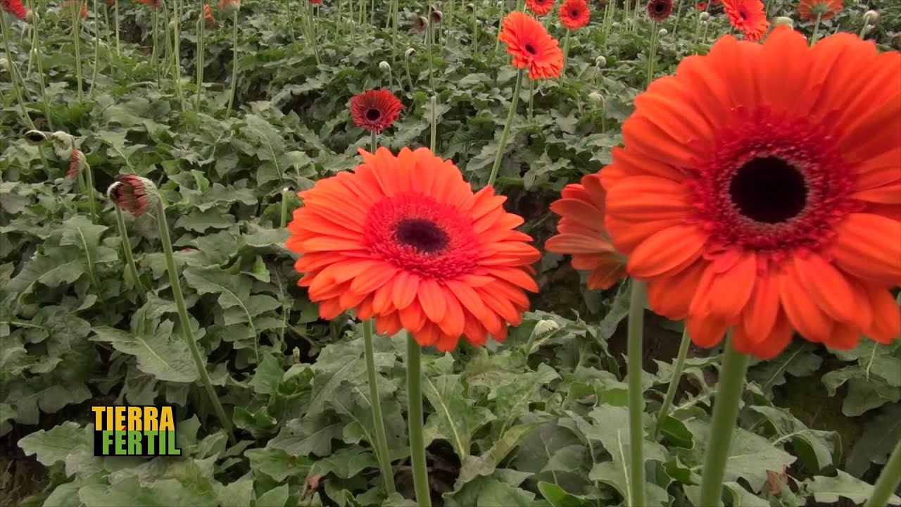 TIERRA FÉRTIL Cultivo de gerbera (13 de febrero de 2016)