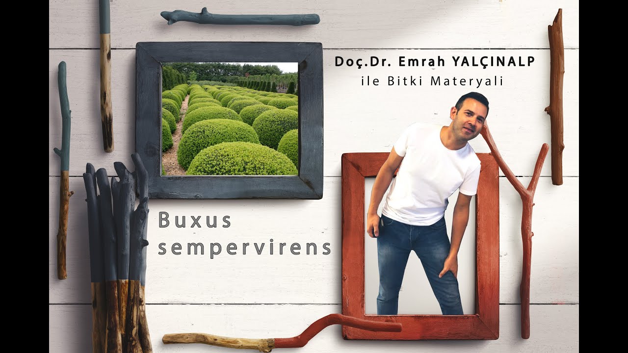 Peyzaj Mimarlığında Bitki Materyali II - Buxus sempervirens (Şimşir)
