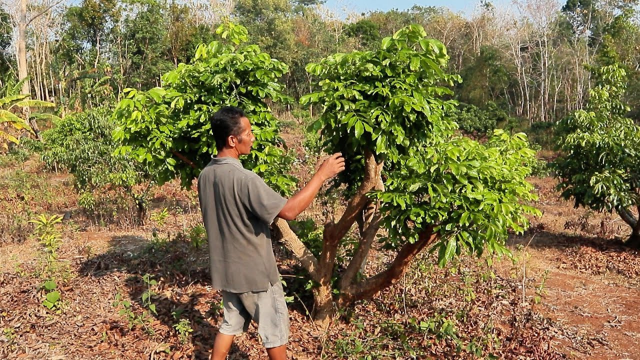 Pangkas kelengkeng 8m ke 1.5m untuk optimalkan pohon #adyrajalengkeng #lengkeng #itohsuper