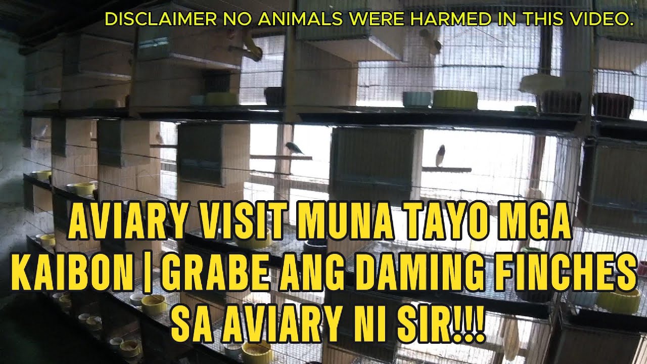 Aviary Visit Muna Tayo Mga Kaibon | Daming Finches ni sir Dan 😁😁😁#subscribe #aviaryvisit #lovebirds