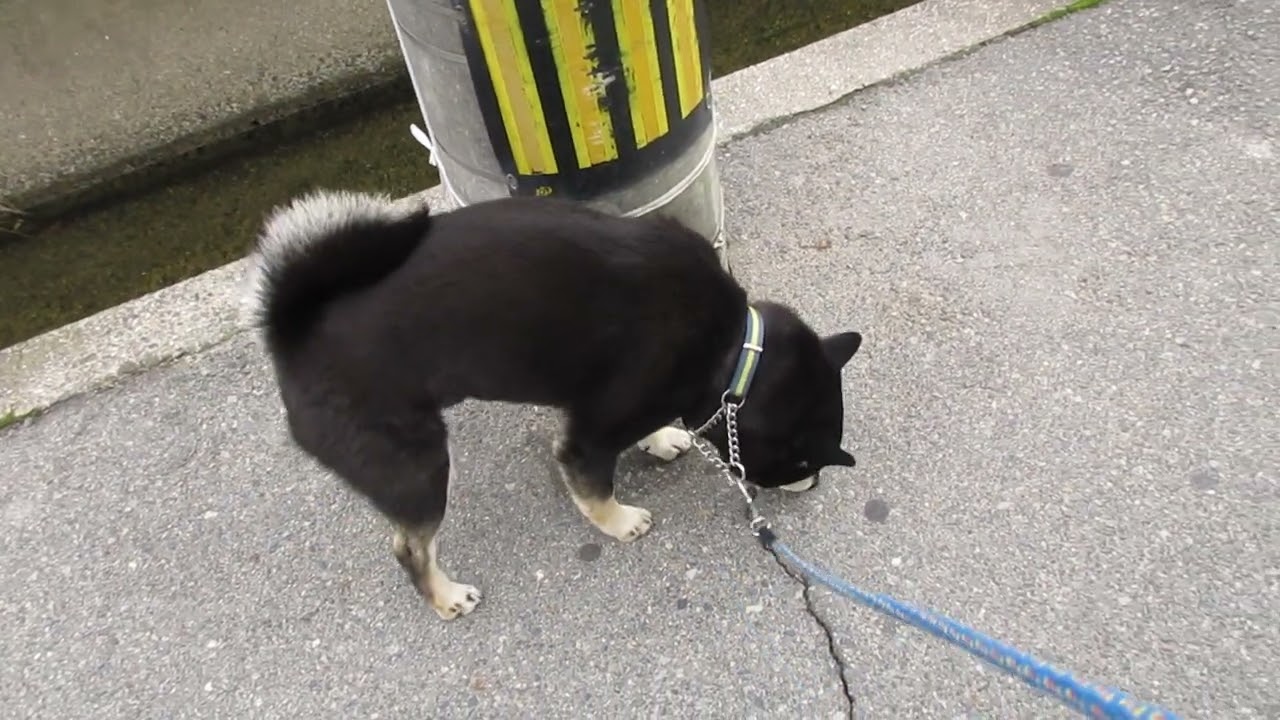 黒柴ワハハと笑える日々「柴犬と遊ぶ日々」2018.11.27