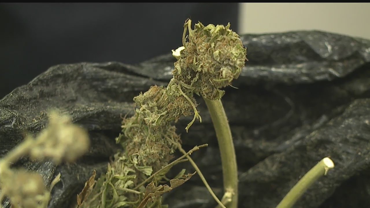 Vienna police seize 26 pounds of pot; Man claims it was for &lsquo;personal medical use&rsquo;