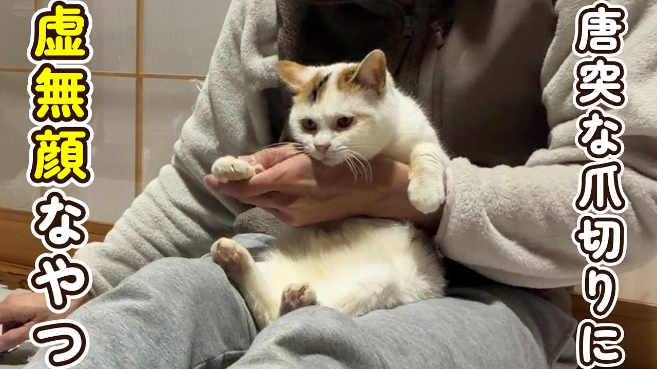唐突な爪切りにシバにゃんVSおもち勃発しました