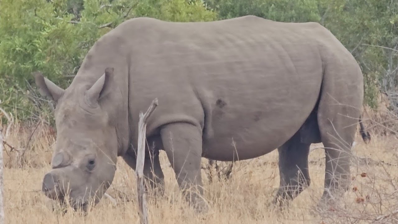 Rhino sighting in the Kruger National Park. #rhino #rhinoceros #rhinorescue #wildlife #animals #big5