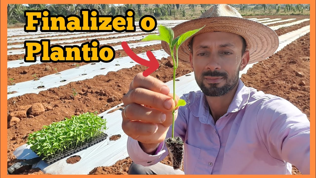 Finalizei o plantio do pimentão #Pimentão.