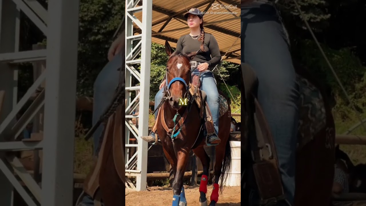 Your letter Your Horse! || My idea ||  
