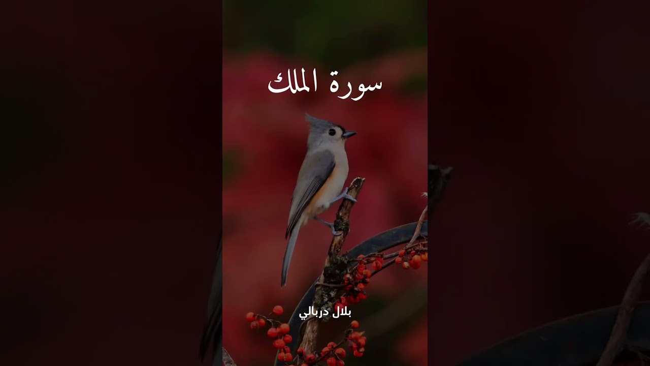 سورة الملك❤️. #اليمن #explore #اكسبلور 