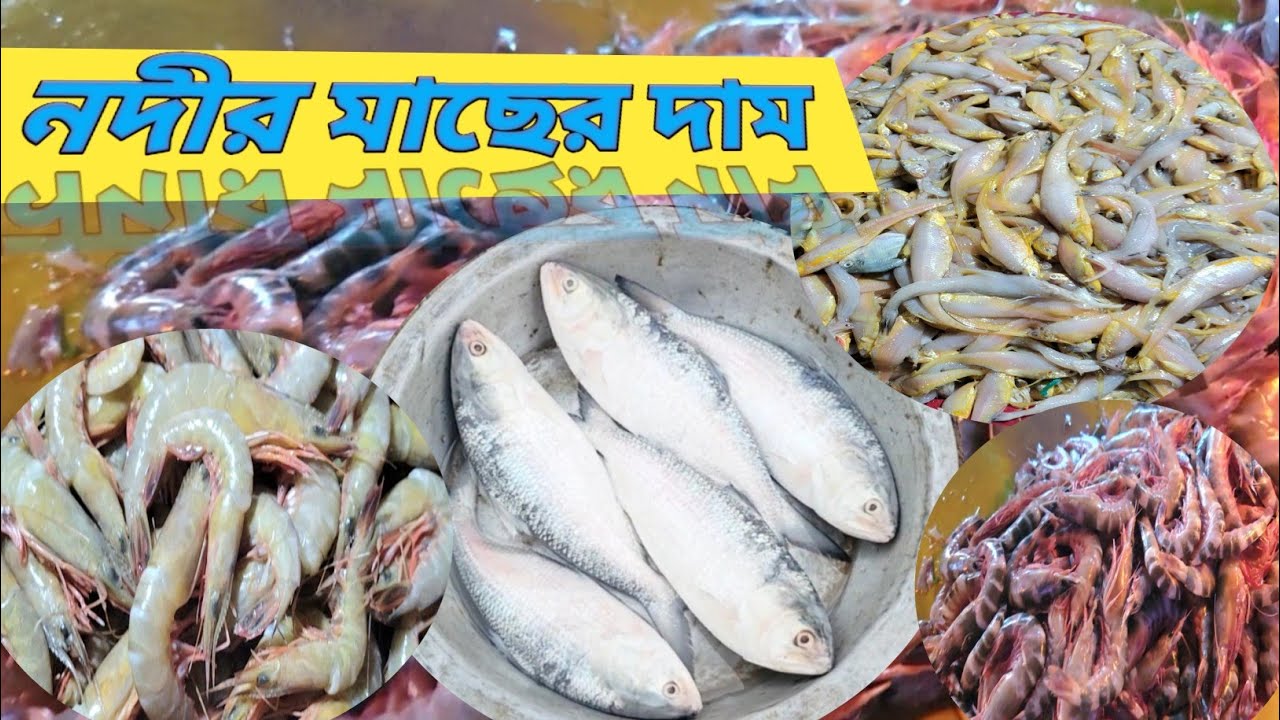 ইলিশ চিংড়ি পাঁচ মিশালি মাছের দাম। ইলিশ মাছের দাম অনেক বেশি। fish price today 
