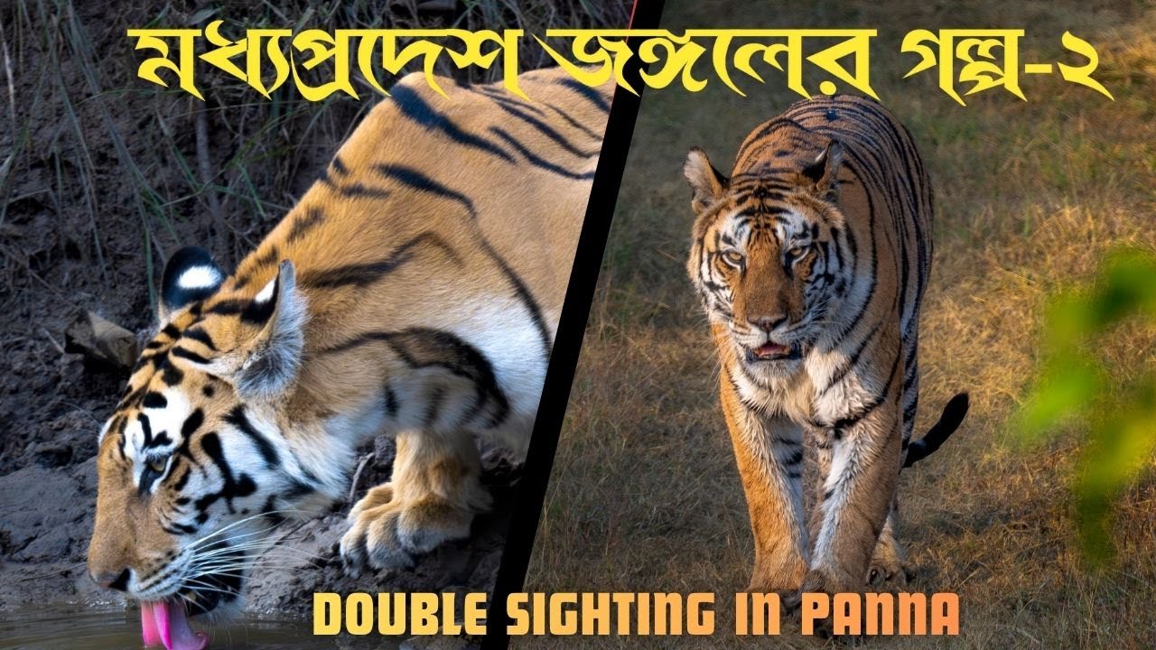 MP Jungle EP2: Double Tigress Sighting in Panna P151 & P141