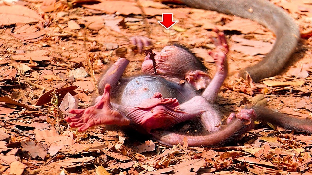 Newborn Needs Help From Mother Jinx  In to walking training | Real Angkor Monkey