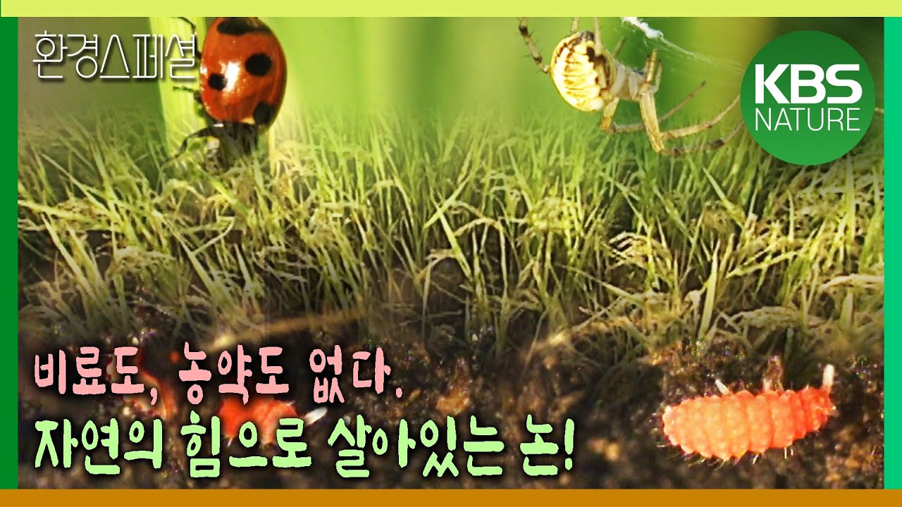 비료도 농약도 없다! 인간 간섭없는 자연의 힘으로 살아가는 논[환경스페셜-「숨쉬는 땅」 2부작 2편 논, 자연으로 돌아가다] / KBS 20001213 방송