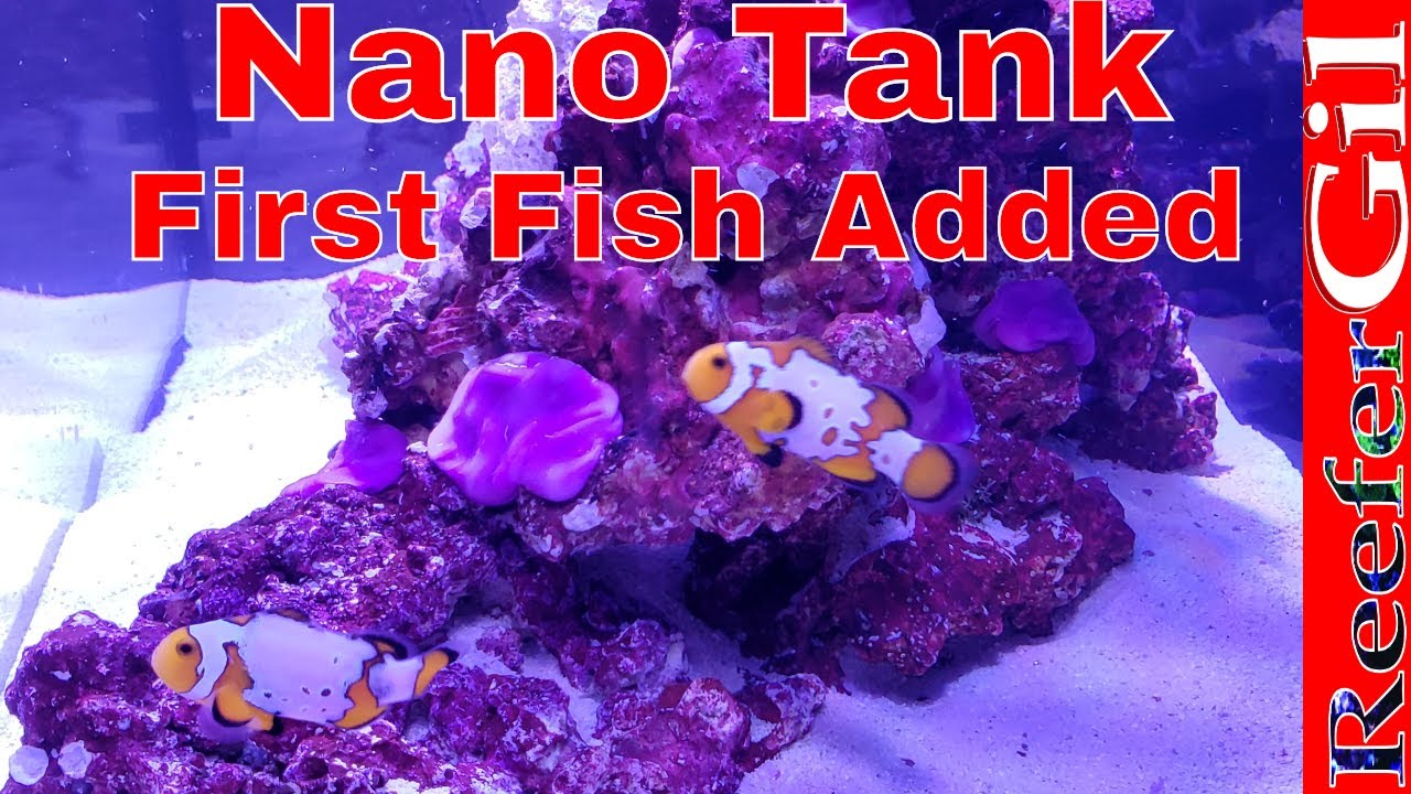 Innovative Marine Fusion 20 Saltwater Nano Tank Update