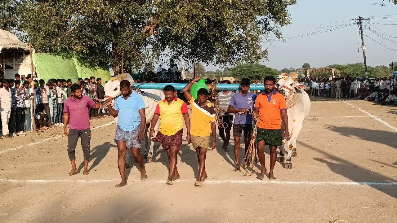 మామిళ్ళపల్లి సీనియర్ విభాగం బండలాగుడు పోటీల 4వ జత D రోహన్ బాబు