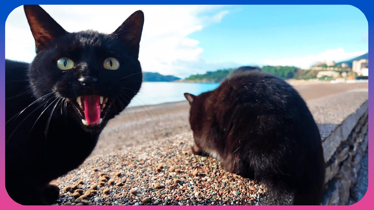 Feeding 6 cats before the sea [4К 60FPS] ASMR