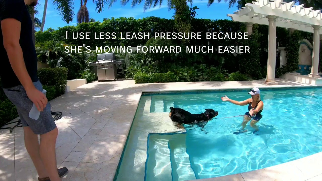 Teaching a Rottweiler to swim