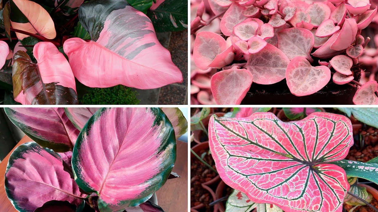 10 PLANTAS con HOJAS ROSAS muy DECORATIVAS